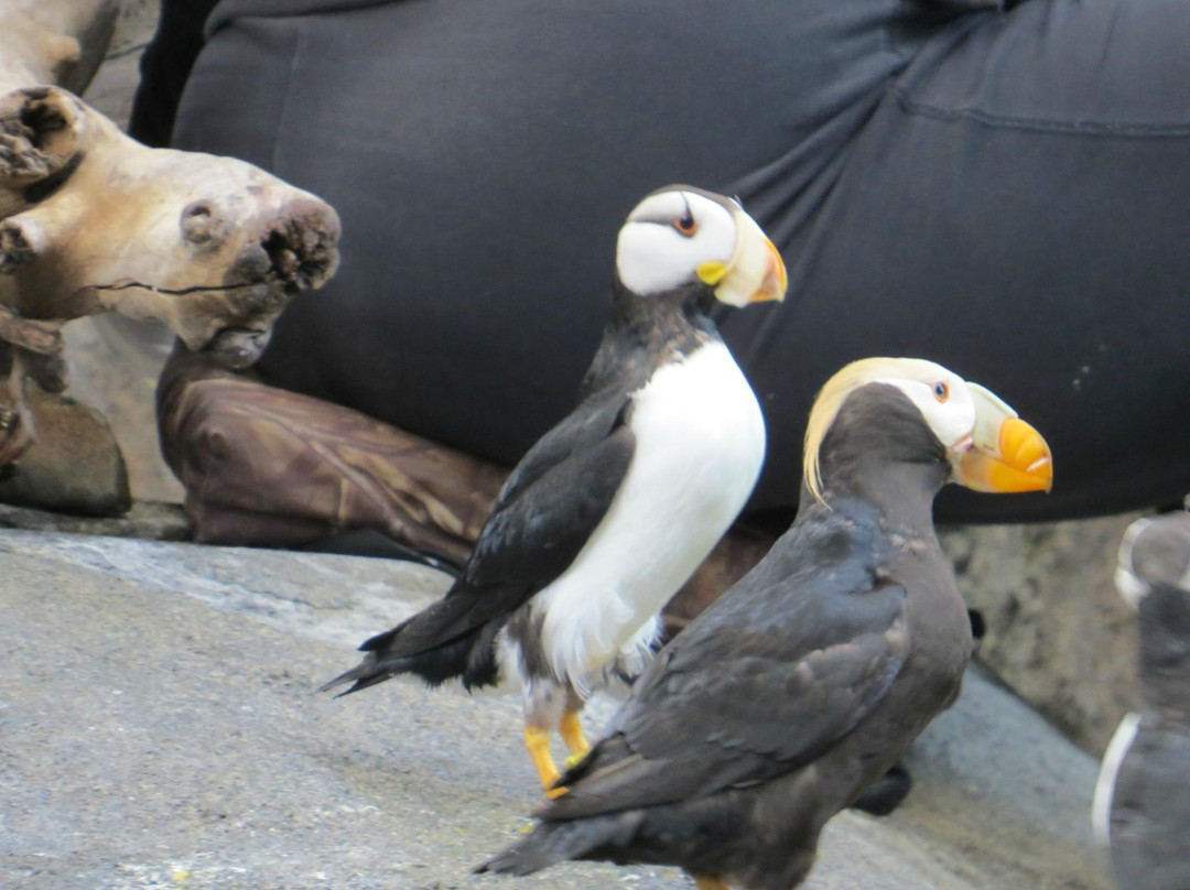 阿拉斯加海洋生物中心-苏厄德必去景点
