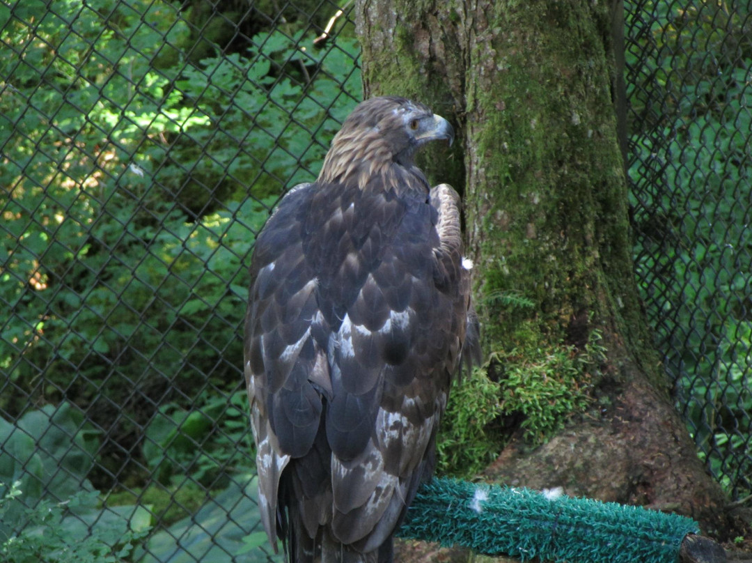 Alaska Raptor Center-锡特卡必去景点