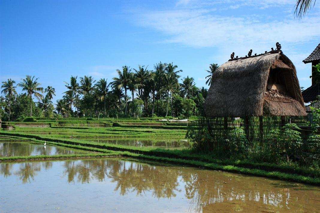 Bali Bird Walks-乌布必去景点