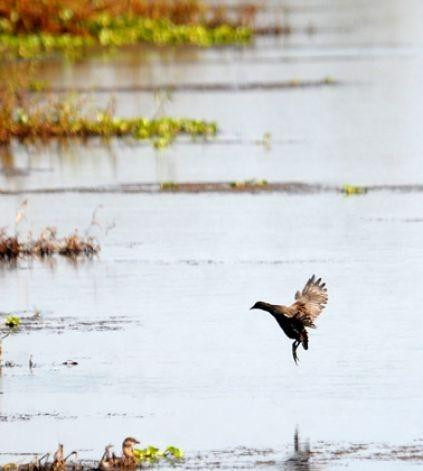 Cattail Marsh-博蒙特必去景点