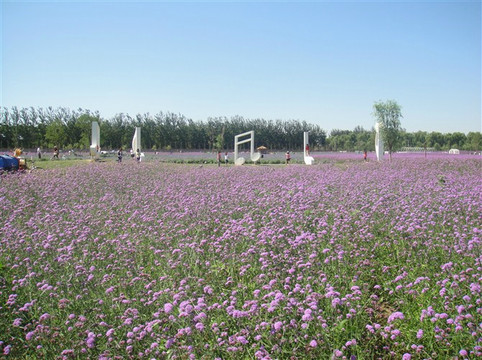 蓝调薰衣草庄园-北京市必去景点