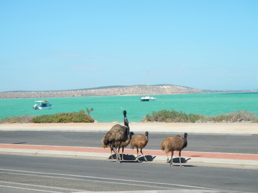 鲨鱼湾-德纳姆必去景点