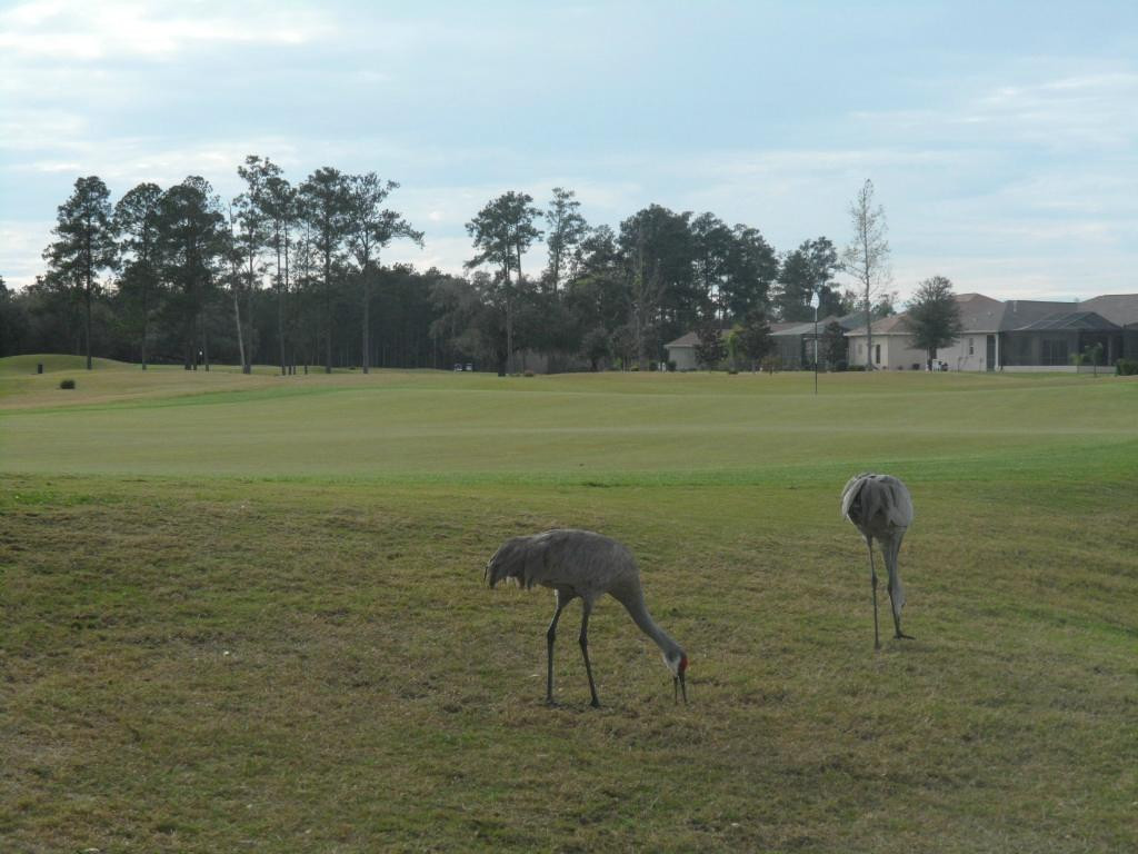Hernando Oaks Golf and Country Club景点图片