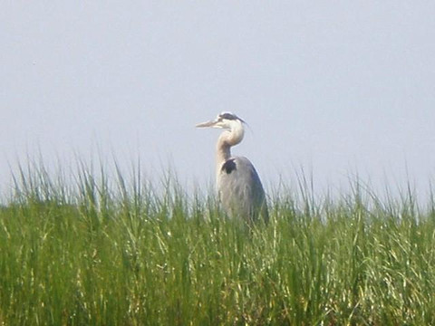 Old Town Canoe and Kayak Assateague Island Tours-钦科蒂格岛必去景点