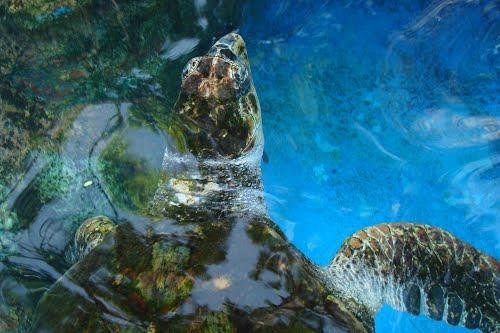 National Aquarium-圣多明哥必去景点