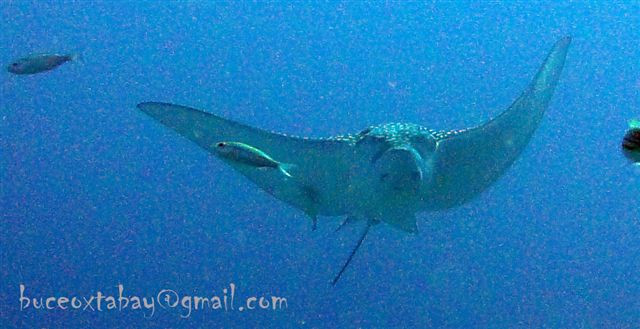 Buceo Xtabay-从莫雷洛斯港必去景点