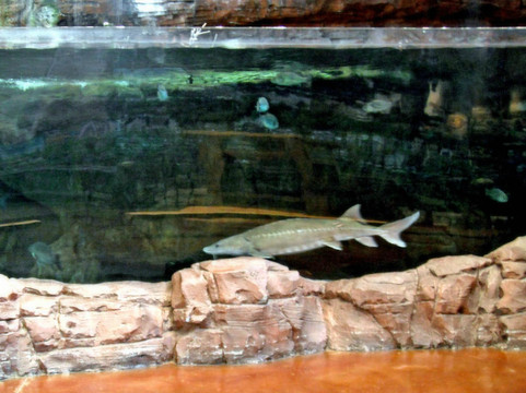 低音乐器专卖店-拉斯维加斯必去景点