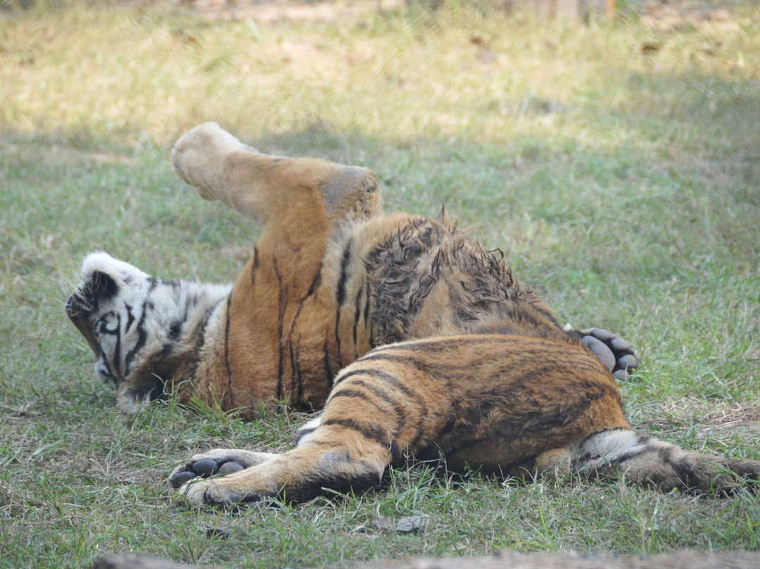 北京野生动物园-北京市必去景点