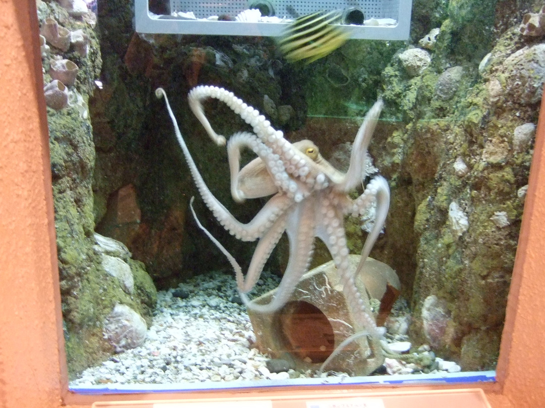 Shirahama Aquarium Kyoto University-白滨町必去景点