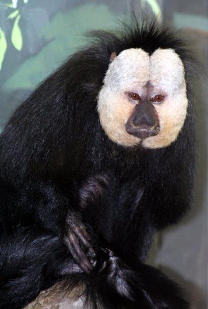 Potawatomi Zoo-南本德必去景点