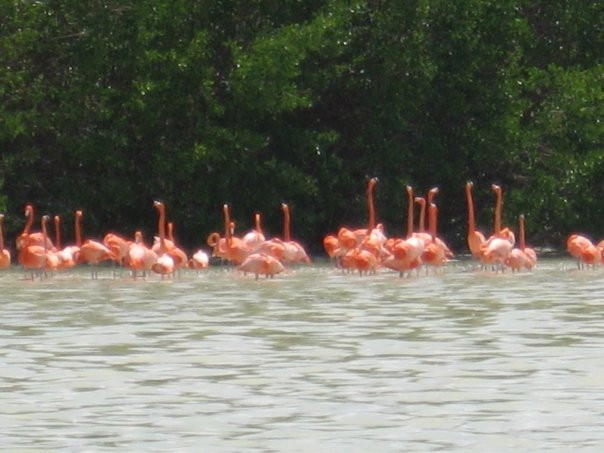 Reserva de la Biosfera Ría Celestún-塞莱斯顿必去景点