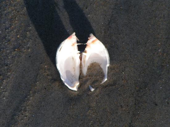 Hampton Beach State Park-汉普顿必去景点