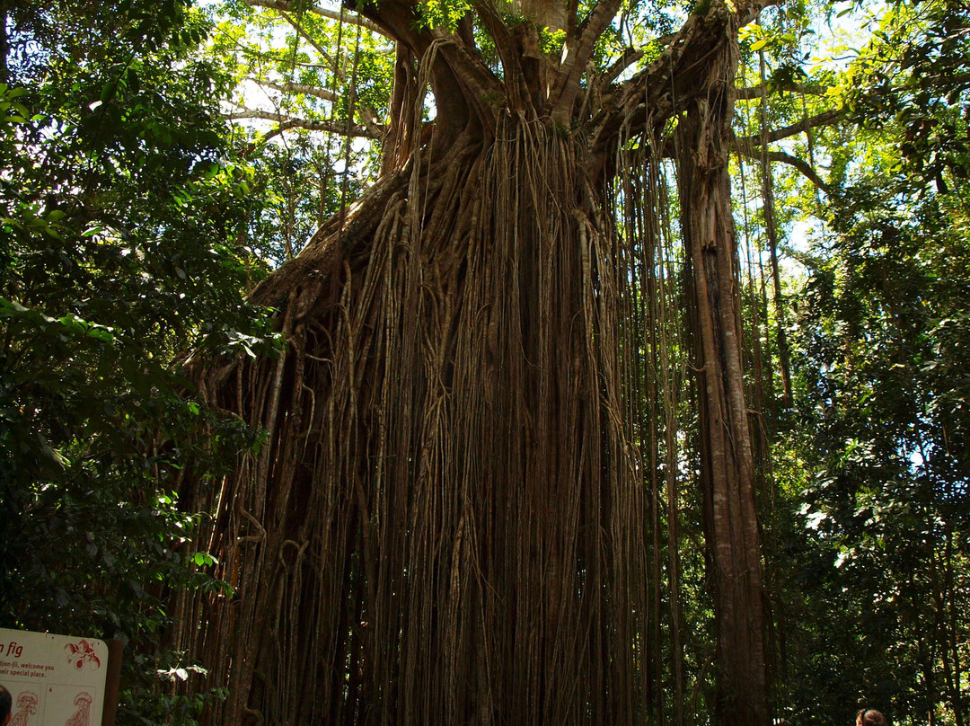Curtain Fig National Park-Yungaburra必去景点