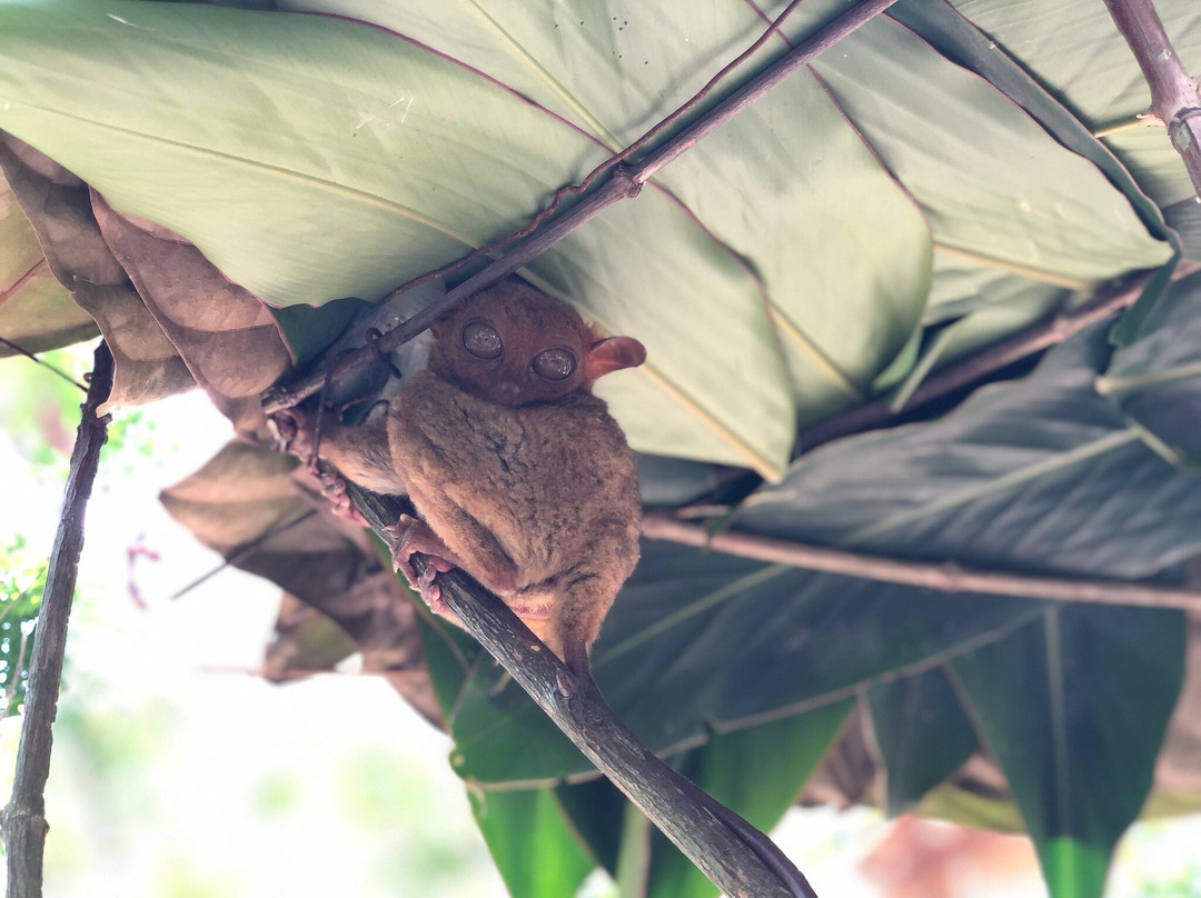 Bohol Enchanted Zoological and Botanical Garden景点图片