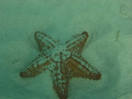 Malmok Beach-棕榈/鹰海滩必去景点