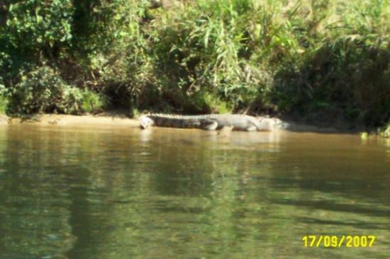 Bruce Belcher’s Daintree River Cruises-Daintree必去景点