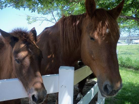 Red River Zoo-法戈必去景点