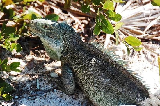 Little Water Cay-普罗维登西亚莱斯必去景点