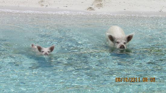 Exuma Cays Adventures-大埃克苏马必去景点