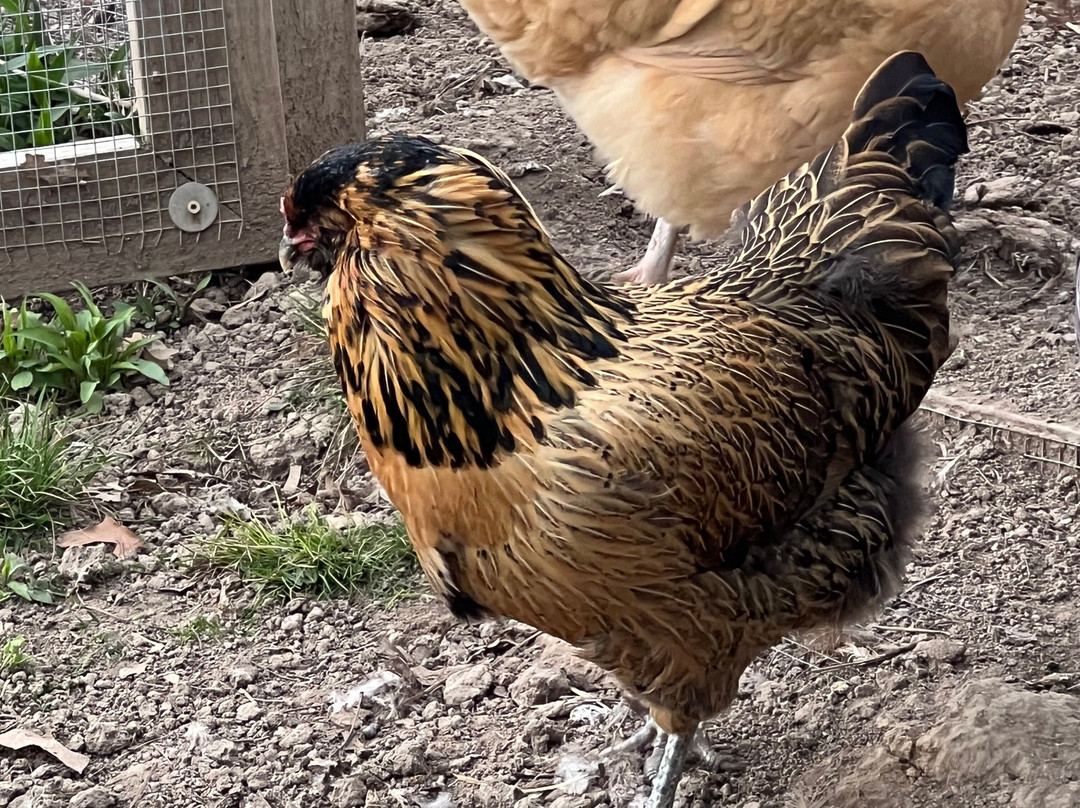 The Silver Star Bed and Breakfast Country Inn主图