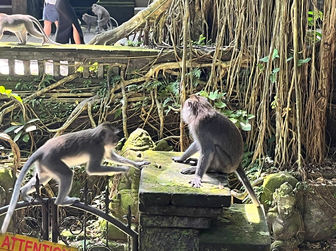 Yoga Bali Tour-登巴萨必去景点