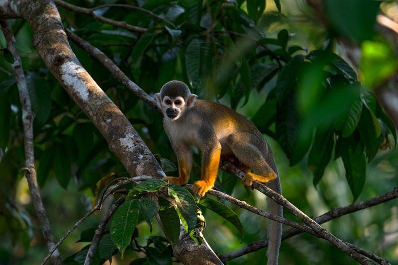 Parque Nacional del Yasuni - Fernando guia en la Amazonia景点图片