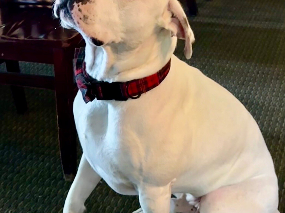 Chamberlin's Ole Forest Inn主图