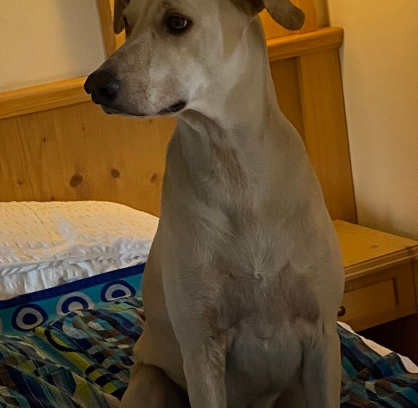 Hotel Amerikan主图