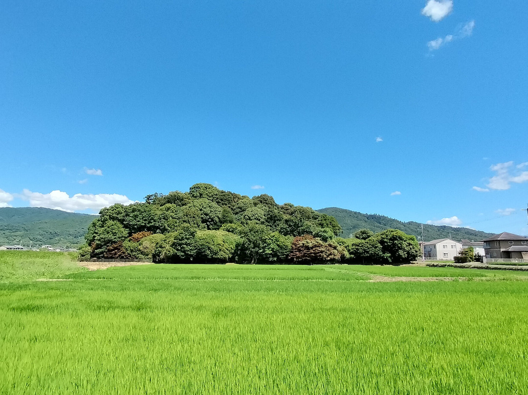 Hashihaka-樱井市必去景点