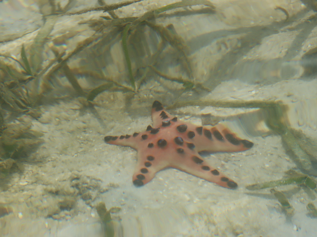 Sea Star Resort Semporna主图