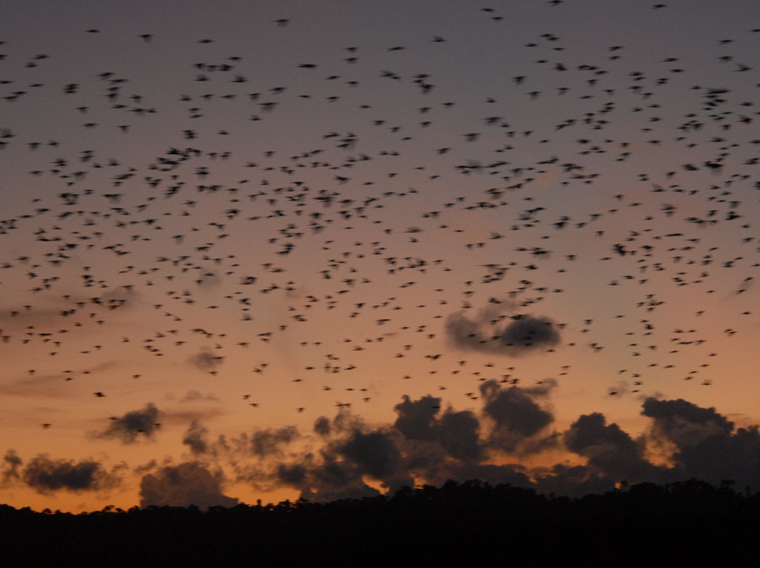 Parrot Island-Baratang Island必去景点