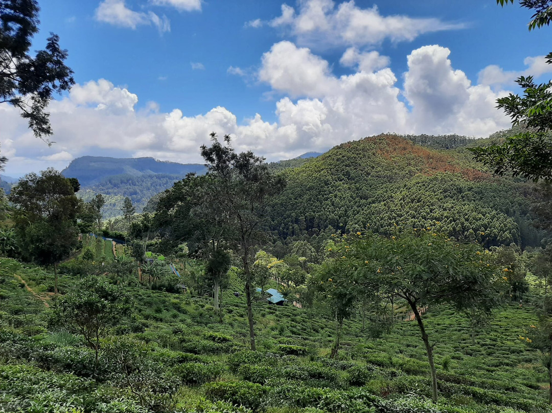 Anasa Wellness Resort主图