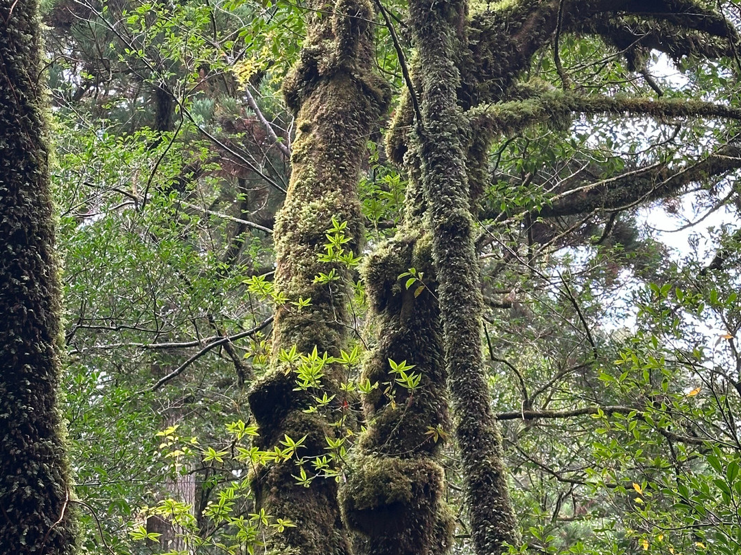 Yakushima Traffic景点图片