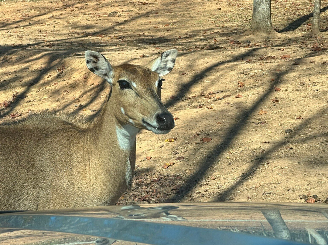 North Georgia Wildlife Park景点图片