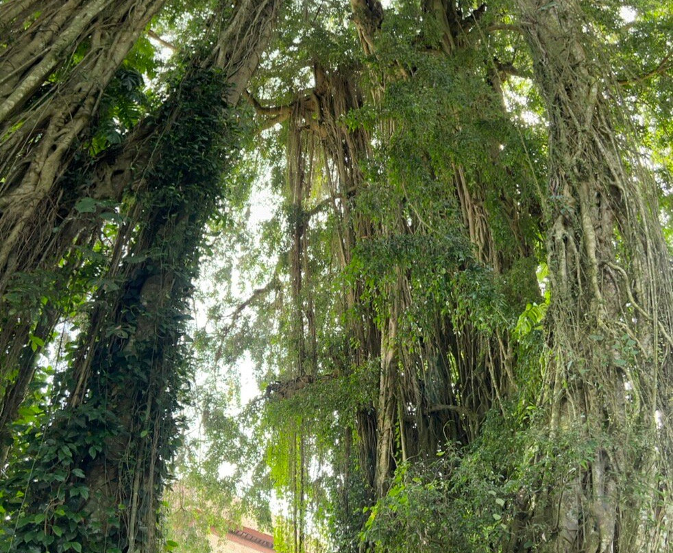 巴厘电动车之旅-乌布必去景点