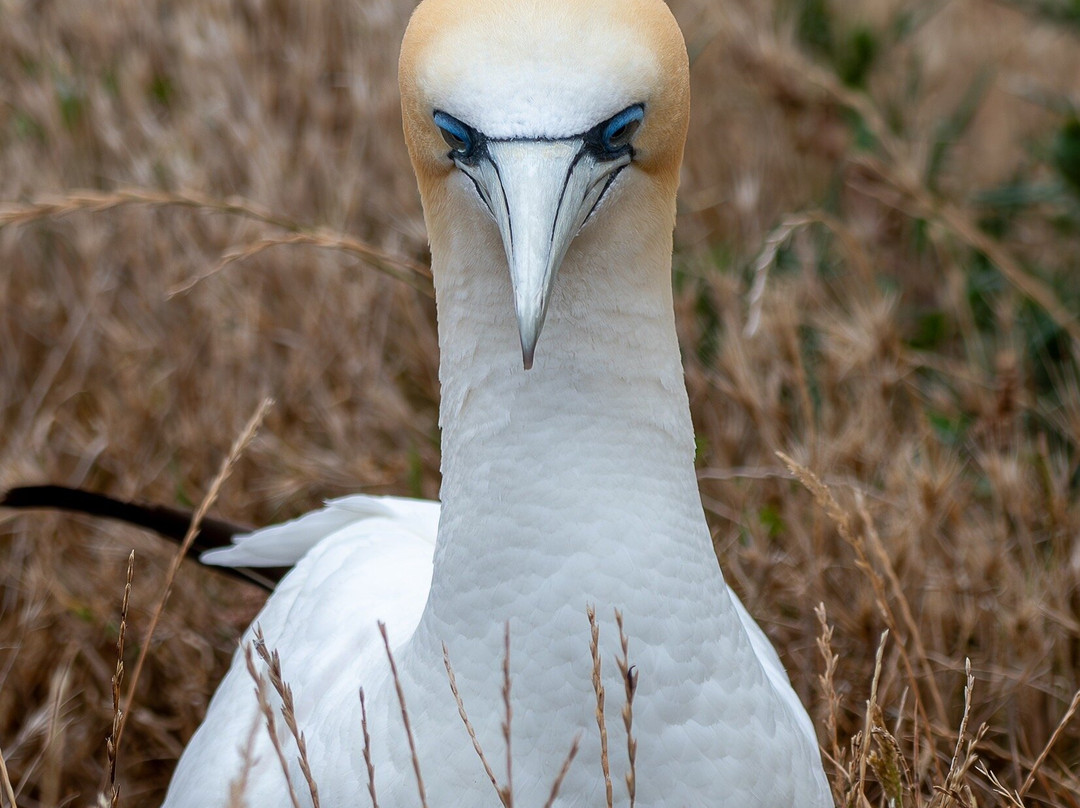 Gannet Safaris Overland-Te Awanga必去景点