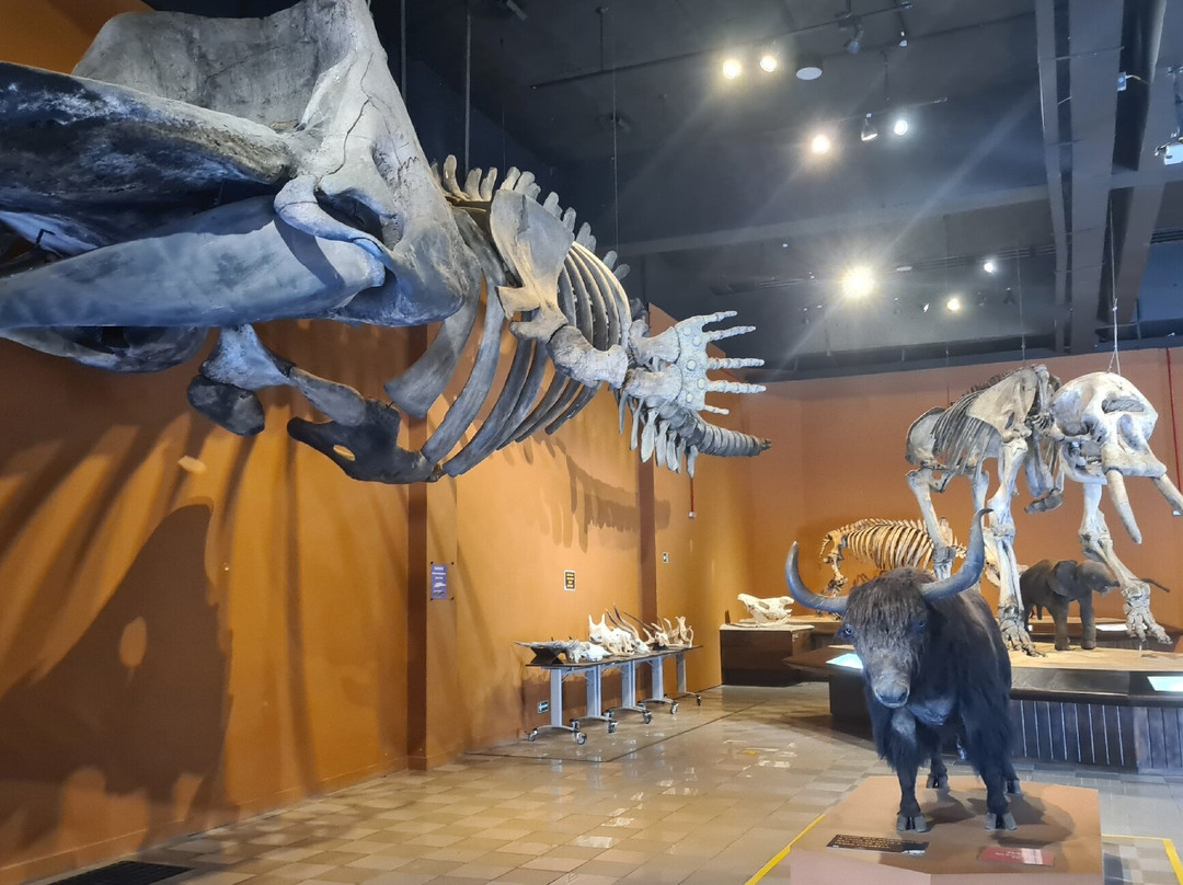 Museu de Ciências Naturais PUC Minas-贝洛哈里桑塔必去景点