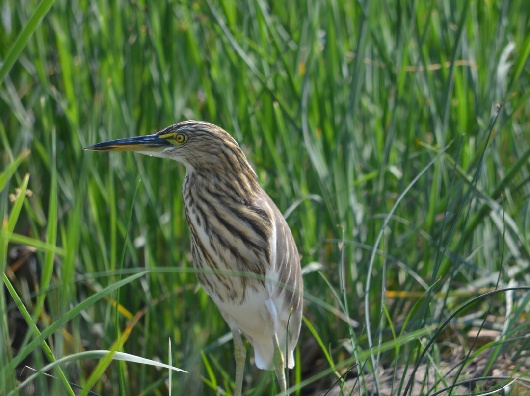 Nalsarovar Bird Sanctuary-Nalsarovar必去景点
