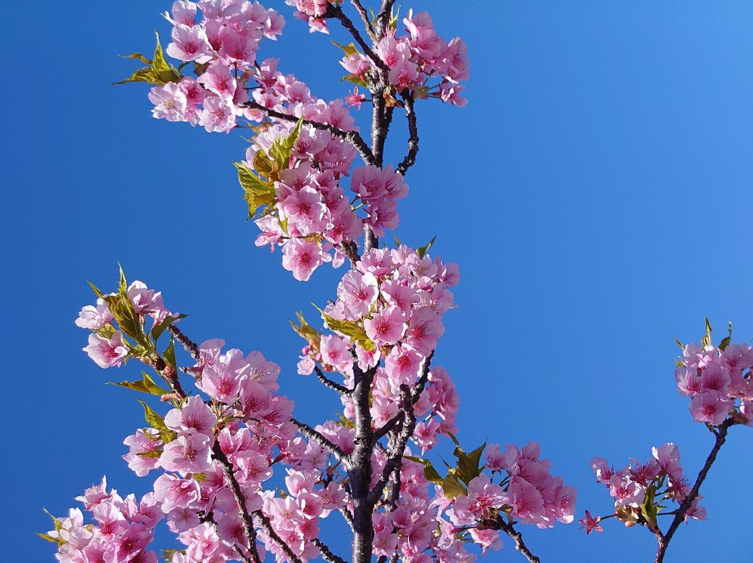 Saikosegawazoi no Kawazu Zakura-丰川市必去景点