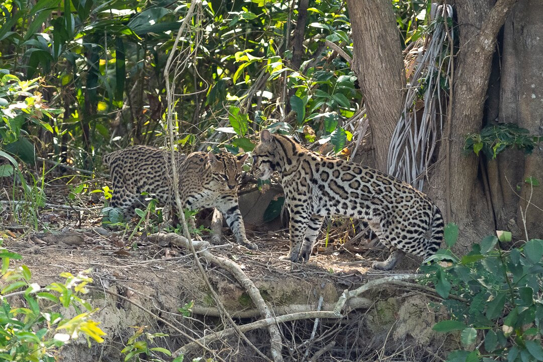 Pantanal Photo Tours景点图片