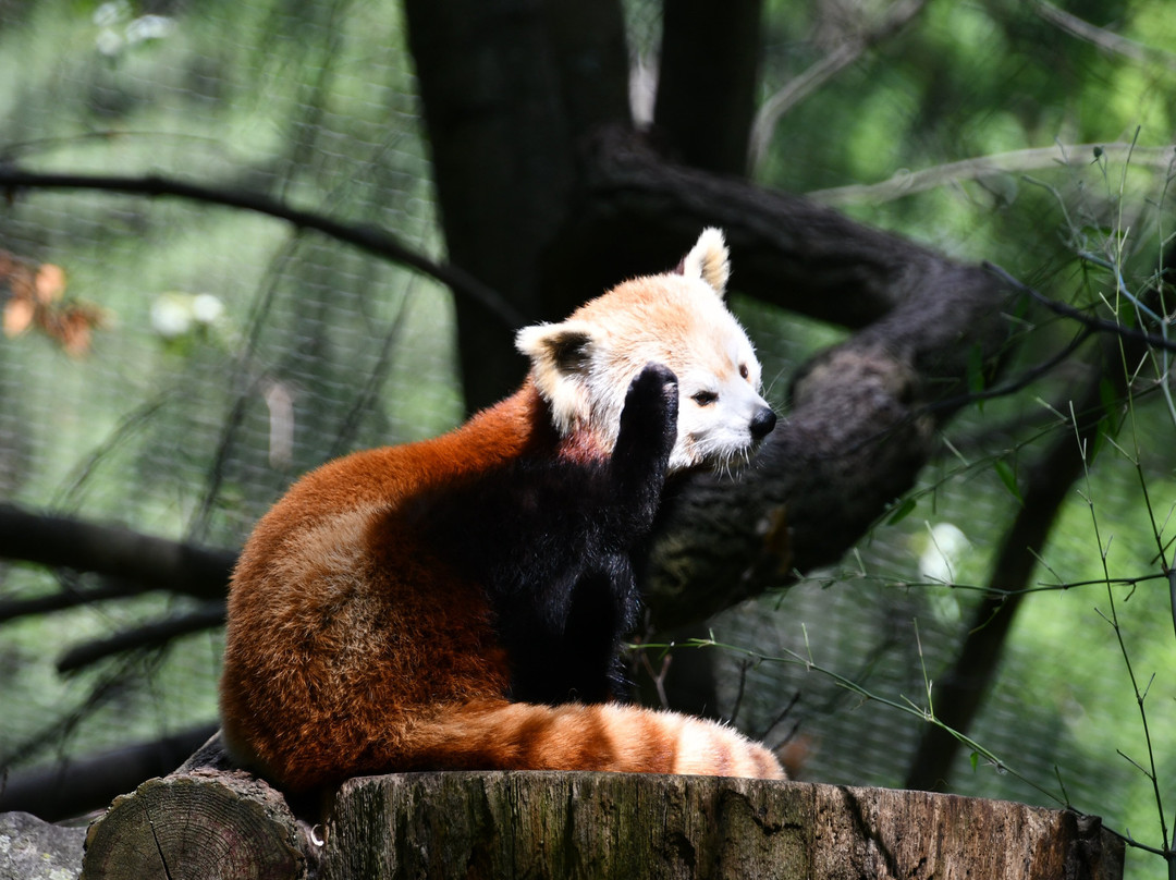 Binder Park Zoo景点图片