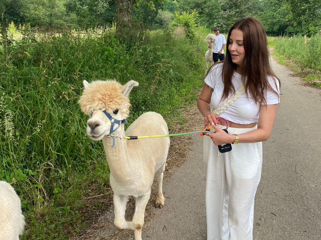 Alpacas de la Tierruca景点图片