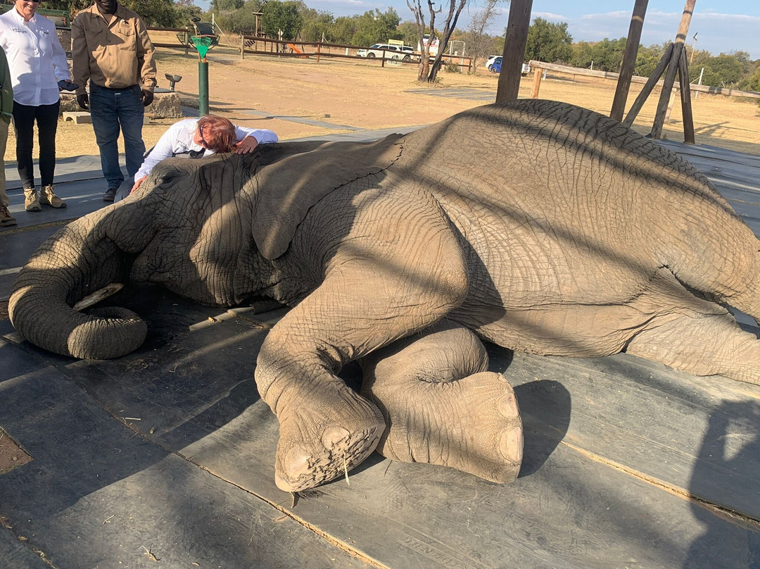 Adventures with Elephants-贝拉贝拉必去景点