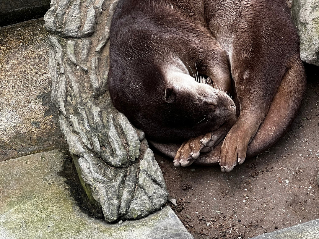 山打根鳄鱼养殖场-山打根必去景点