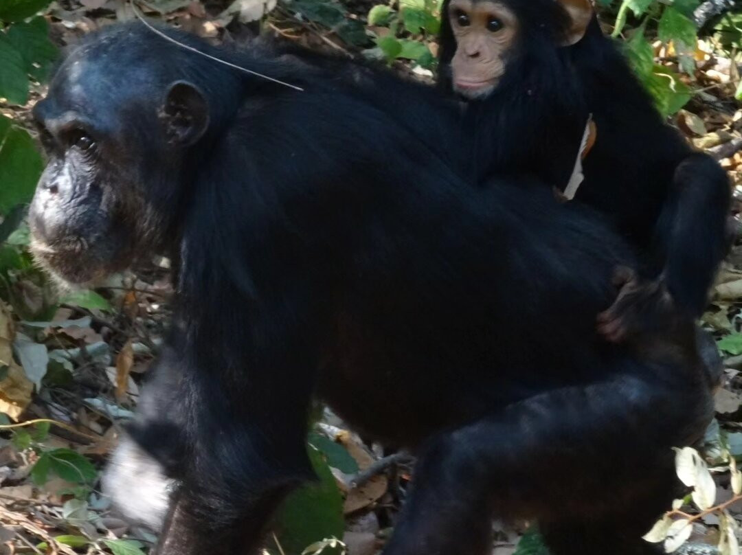 Gombe Safari-Kigoma必去景点