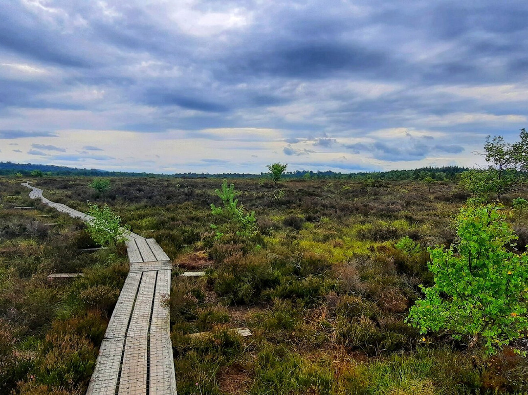 Abbeyleix Bog Project景点图片