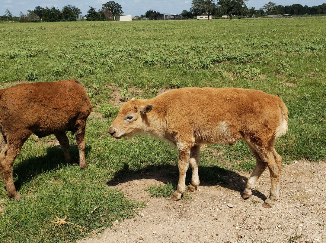 Aggieland Safari-布赖恩必去景点