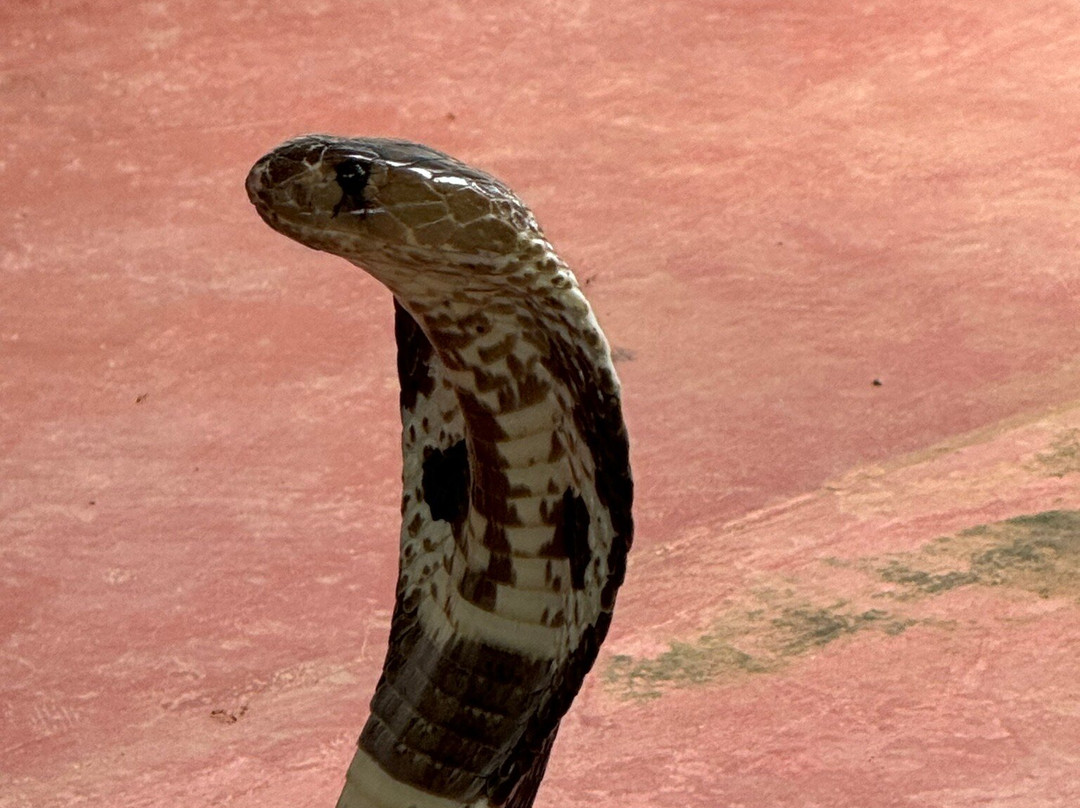 Snake Farm Thelijjawila景点图片