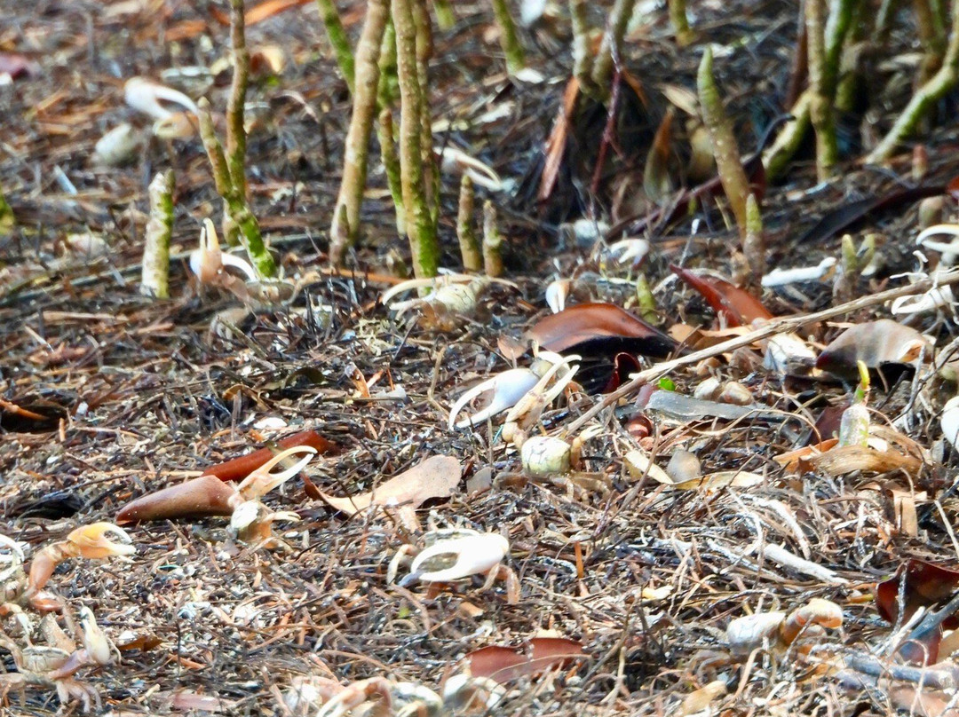 Long Key State Park-Layton必去景点