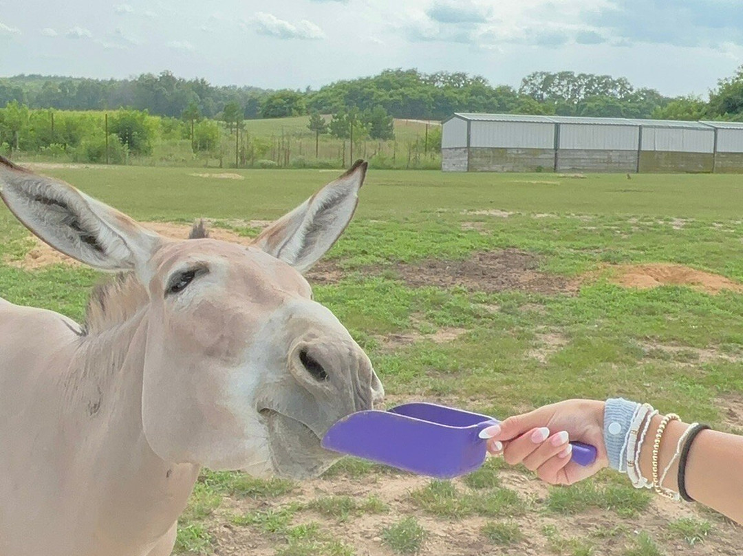 Shamba Safari-Neshkoro必去景点